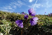 13 Soldanella alpina 